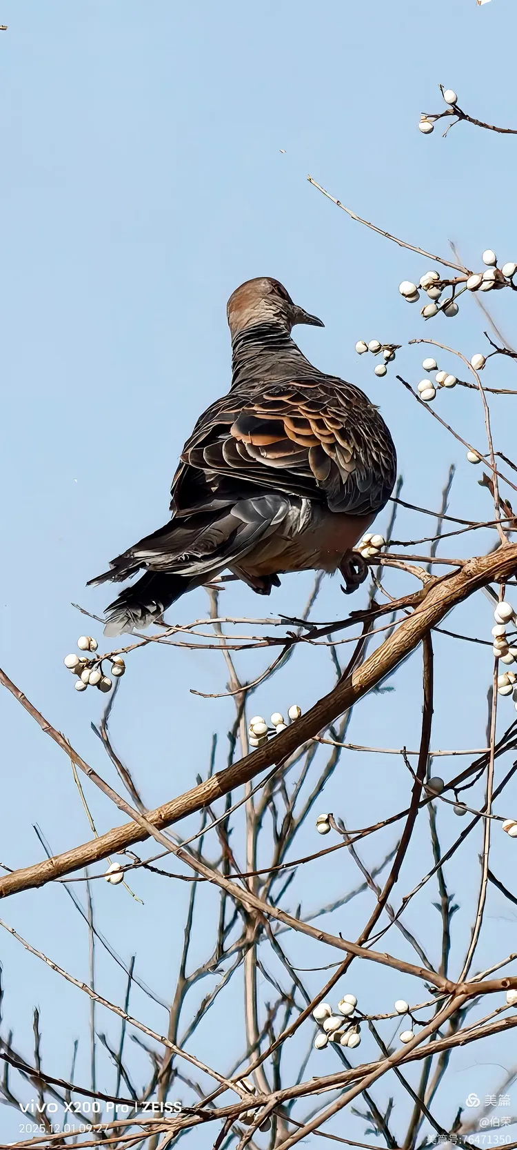 鸟姿百态图（88岁翁手机拍摄）