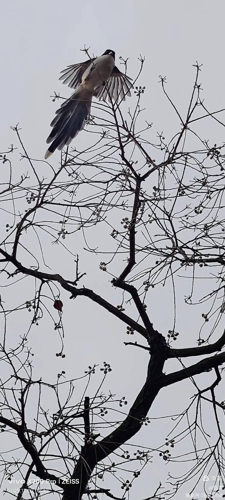 鸟姿百态图（88岁翁手机拍摄）