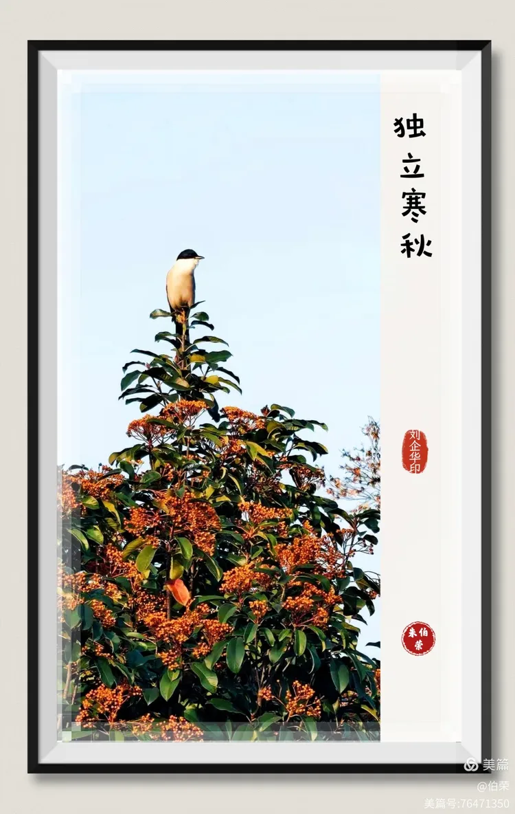 鸟姿百态图（88岁翁手机拍摄）