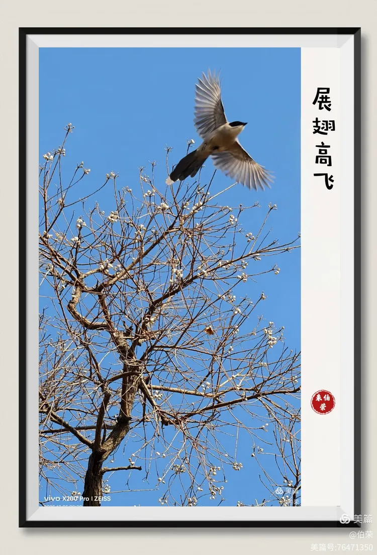 鸟姿百态图（88岁翁手机拍摄）