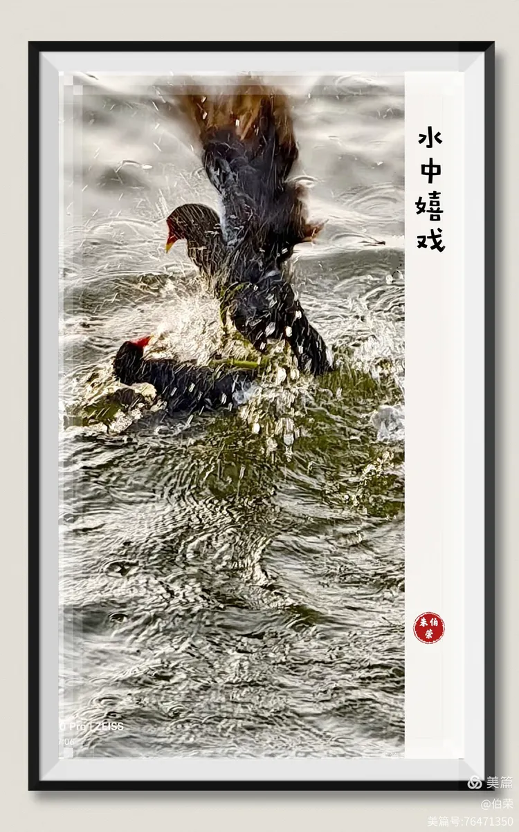 鸟姿百态图（88岁翁手机拍摄）