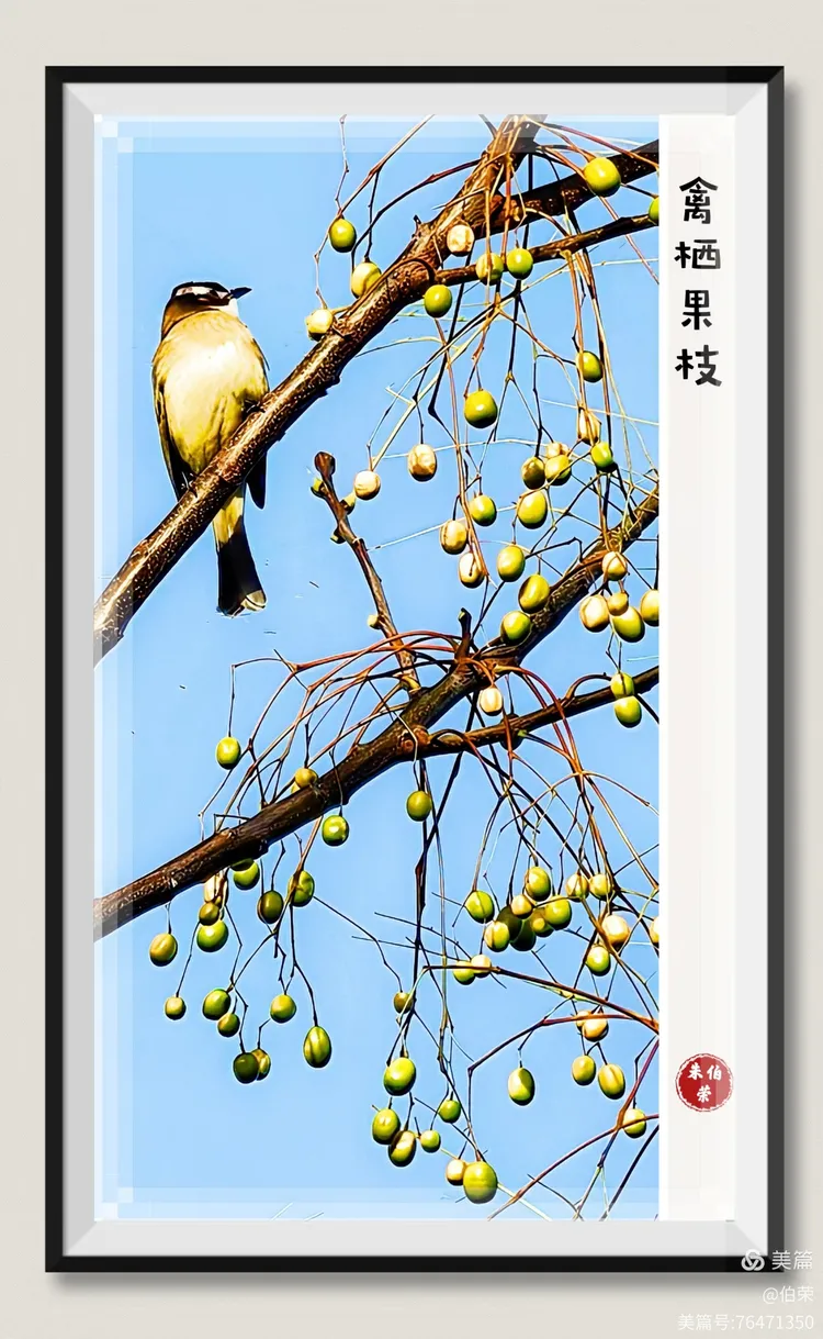 鸟姿百态图（88岁翁手机拍摄）