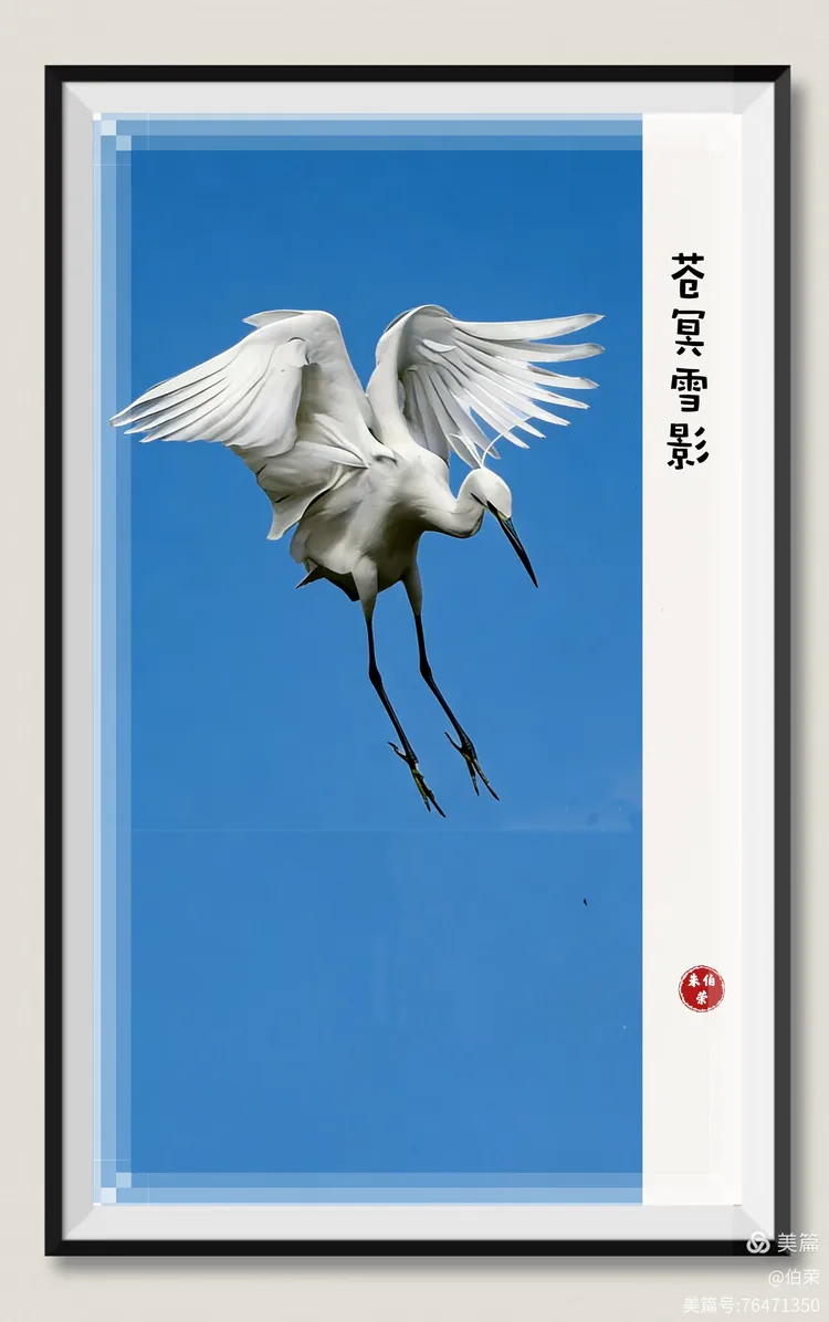 鸟姿百态图（88岁翁手机拍摄）