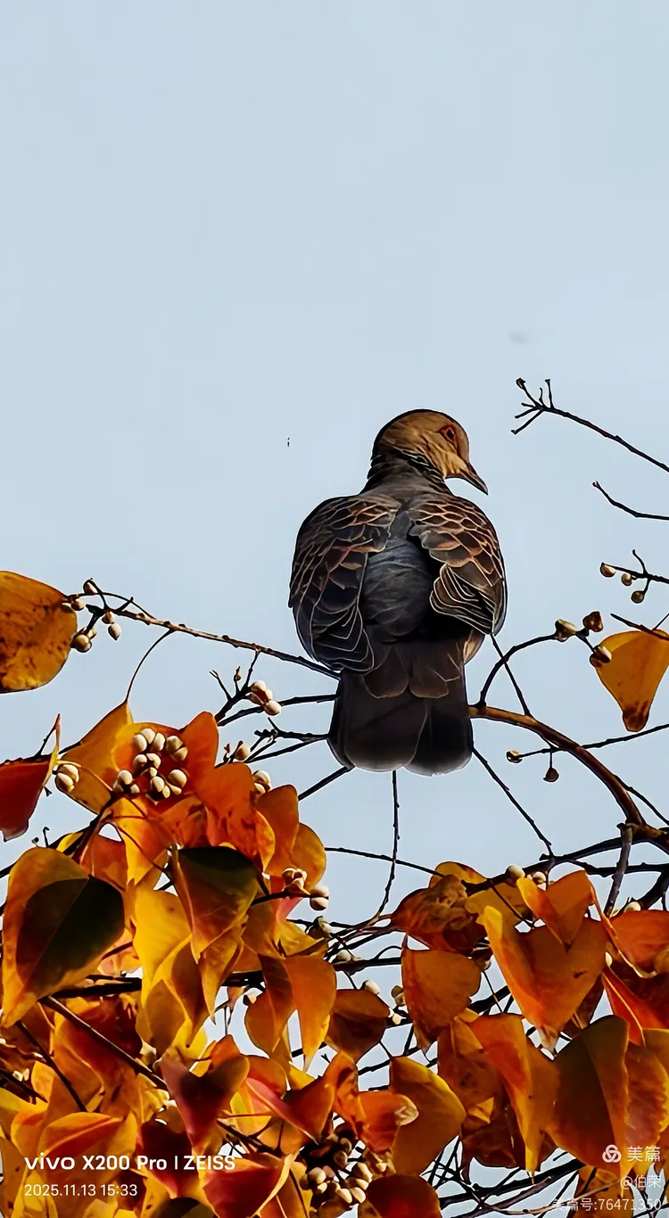 鸟姿百态图（88岁翁手机拍摄）