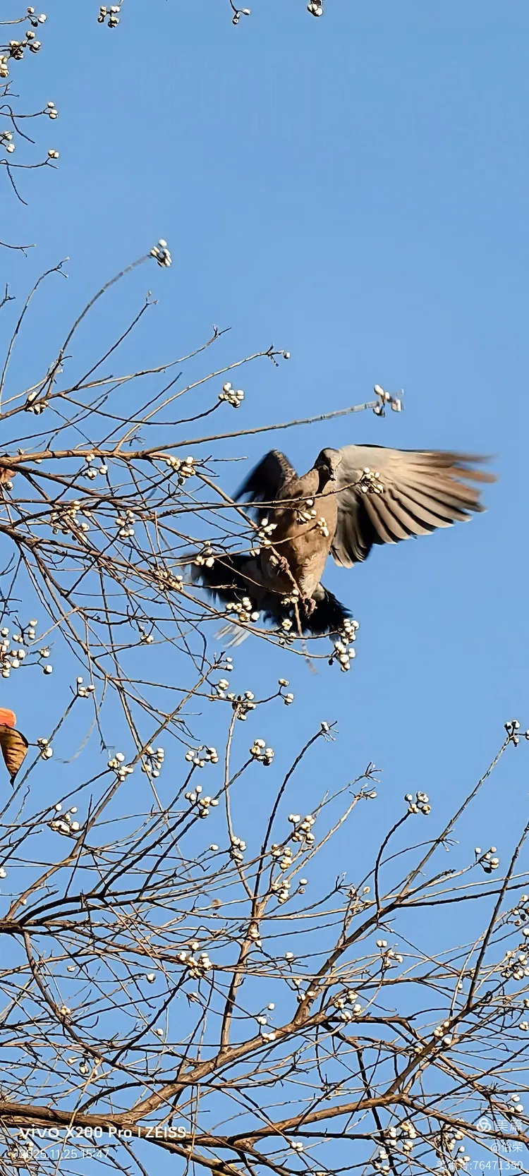 鸟姿百态图（88岁翁手机拍摄）