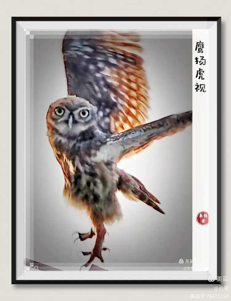 鸟姿百态图（88岁翁手机拍摄）