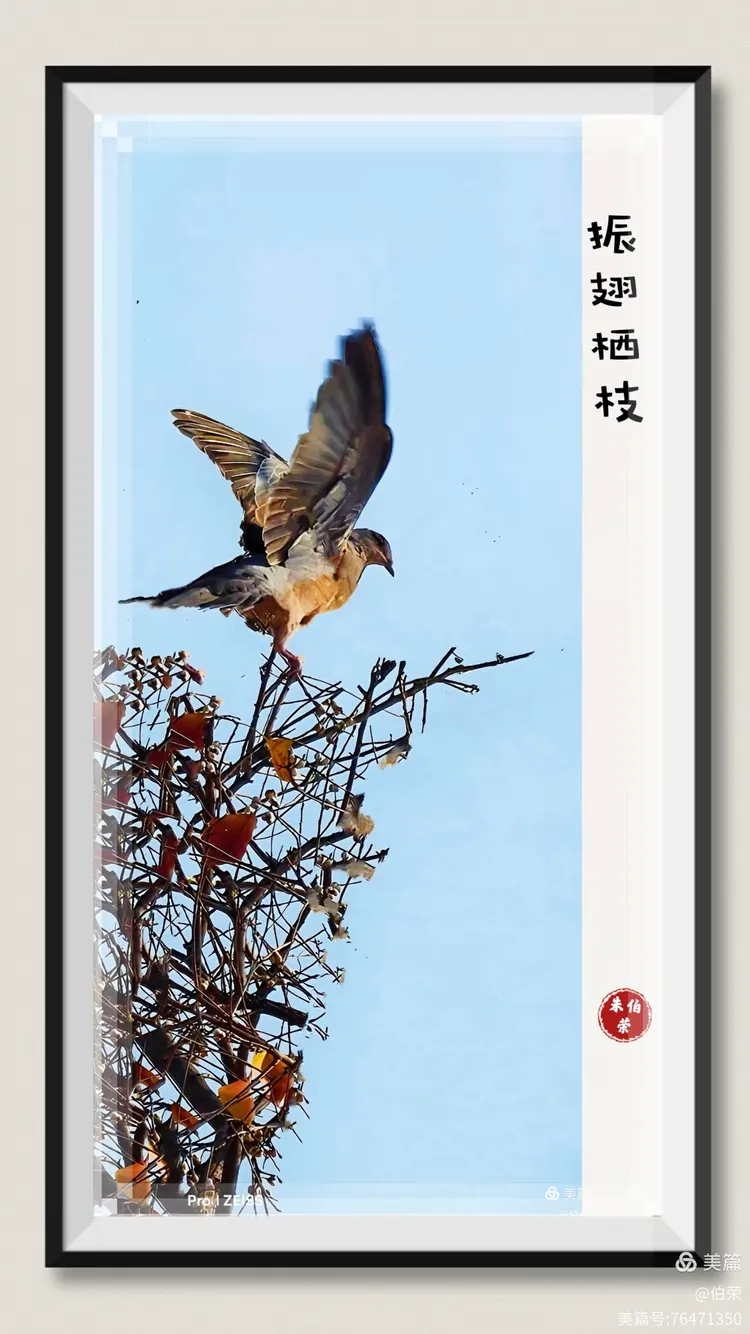 鸟姿百态图（88岁翁手机拍摄）