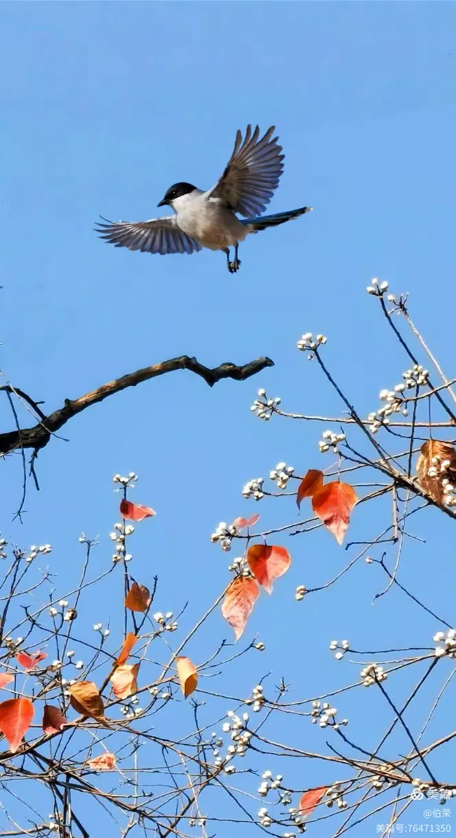 鸟姿百态图（88岁翁手机拍摄）