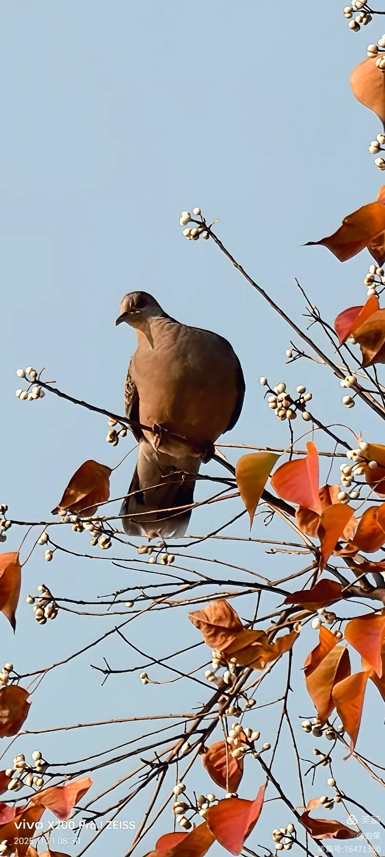 鸟姿百态图（88岁翁手机拍摄）