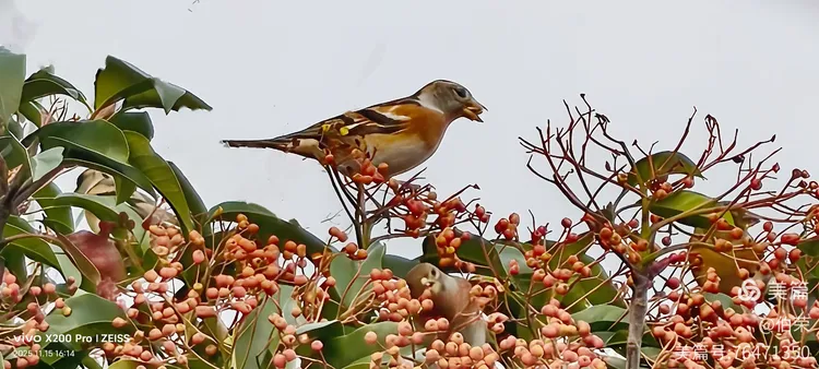 鸟姿百态图（88岁翁手机拍摄）