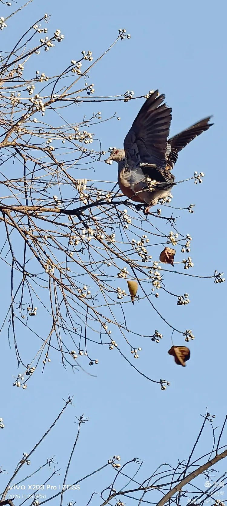 鸟姿百态图（88岁翁手机拍摄）