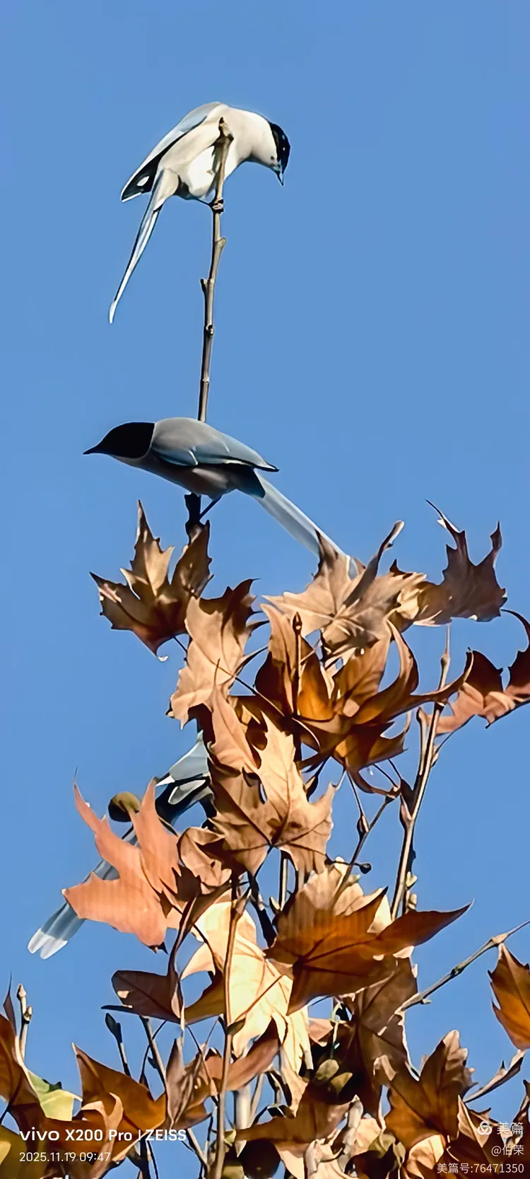 鸟姿百态图（88岁翁手机拍摄）