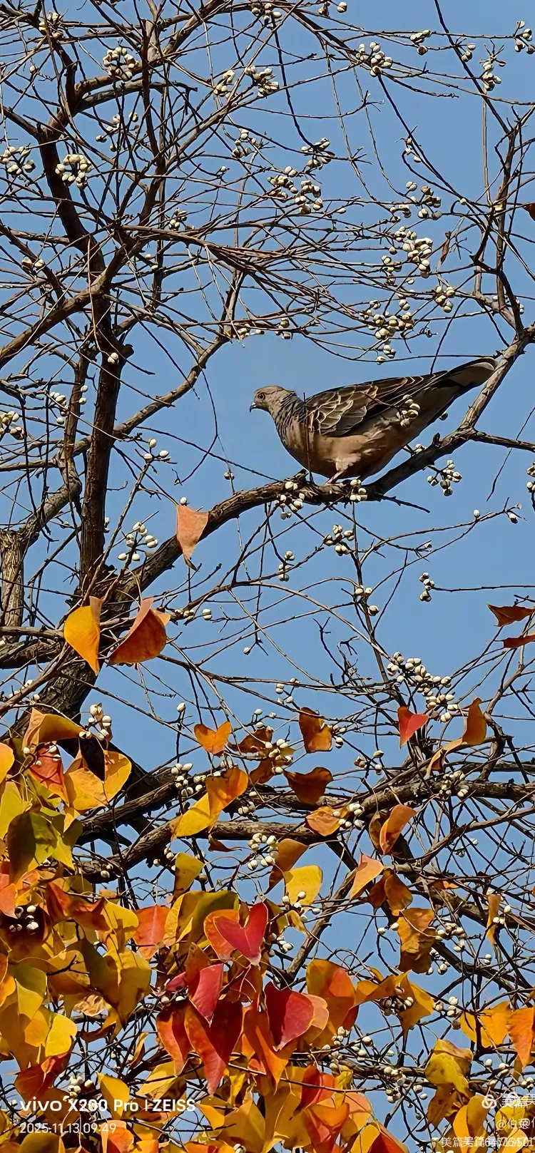 鸟姿百态图（88岁翁手机拍摄）