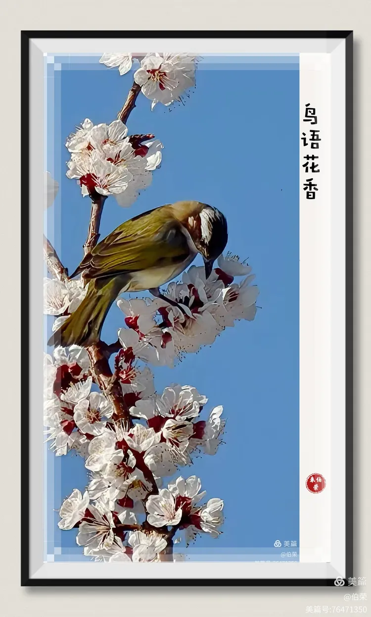 鸟姿百态图（88岁翁手机拍摄）