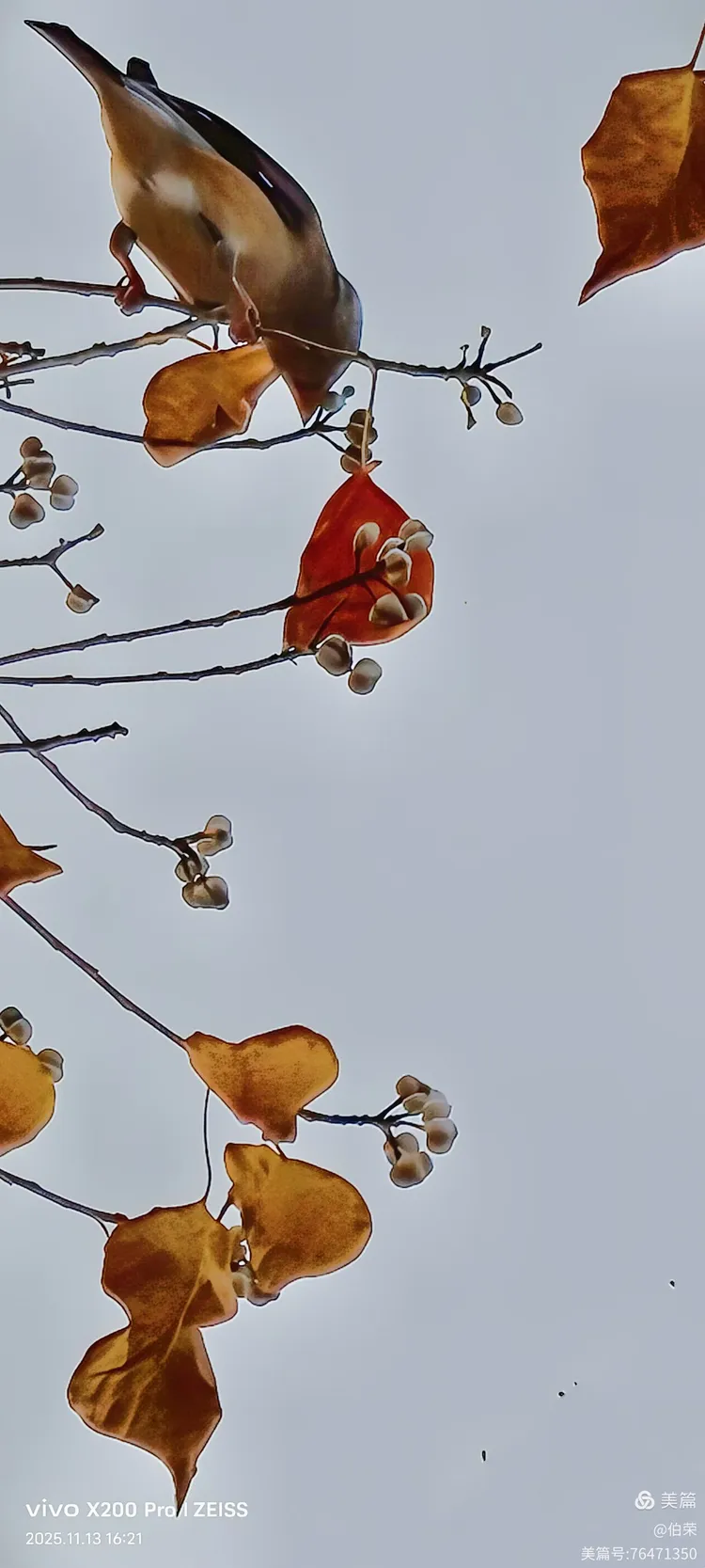鸟姿百态图（88岁翁手机拍摄）
