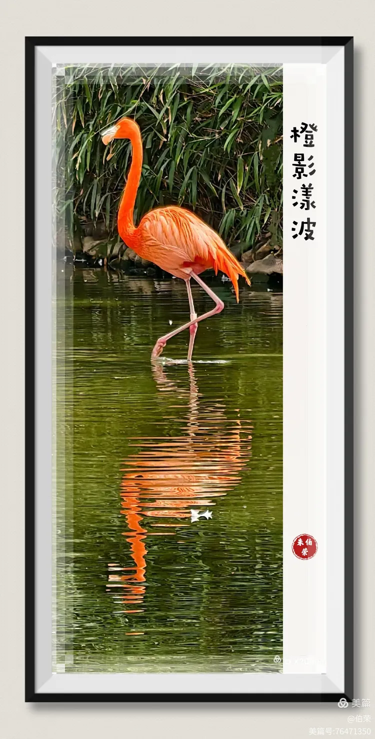 鸟姿百态图（88岁翁手机拍摄）