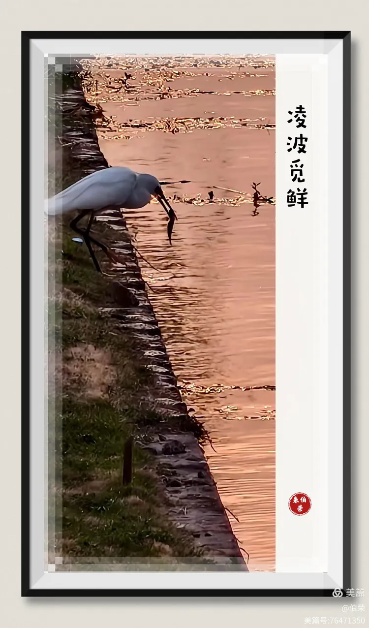 鸟姿百态图（88岁翁手机拍摄）