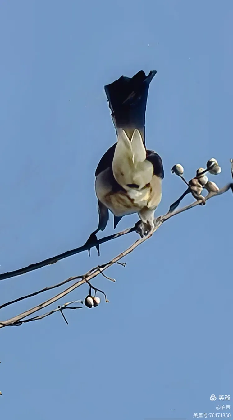 鸟姿百态图（88岁翁手机拍摄）