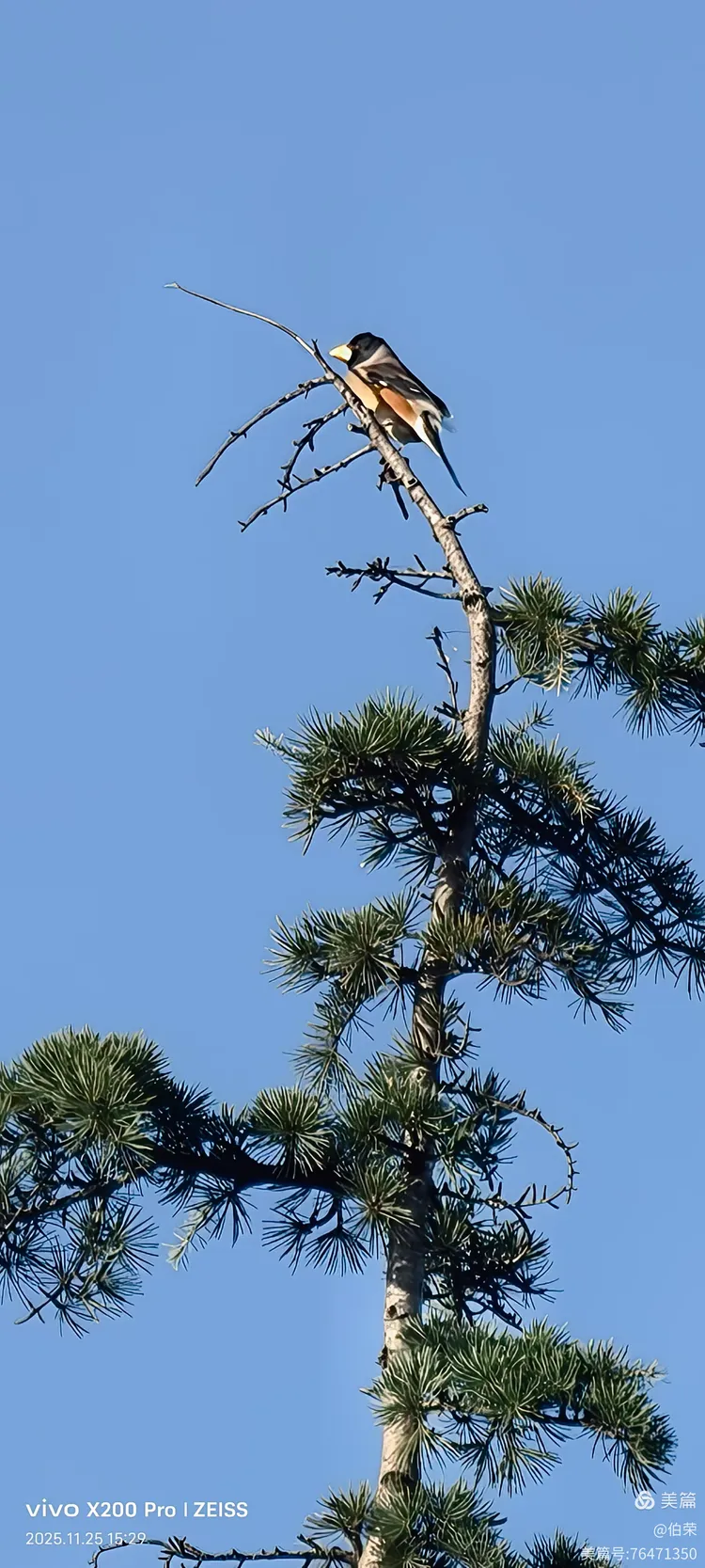 鸟姿百态图（88岁翁手机拍摄）