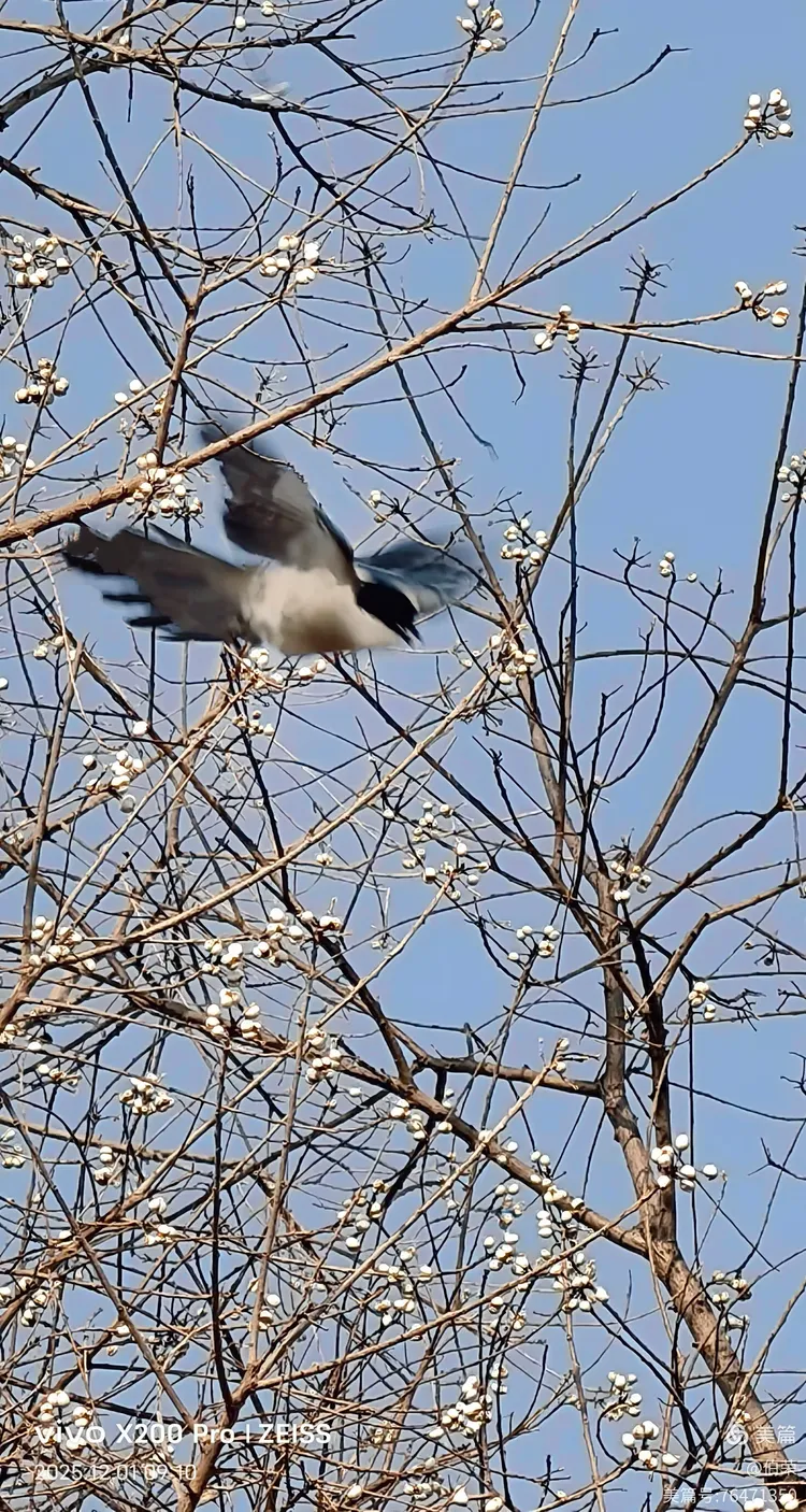 鸟姿百态图（88岁翁手机拍摄）