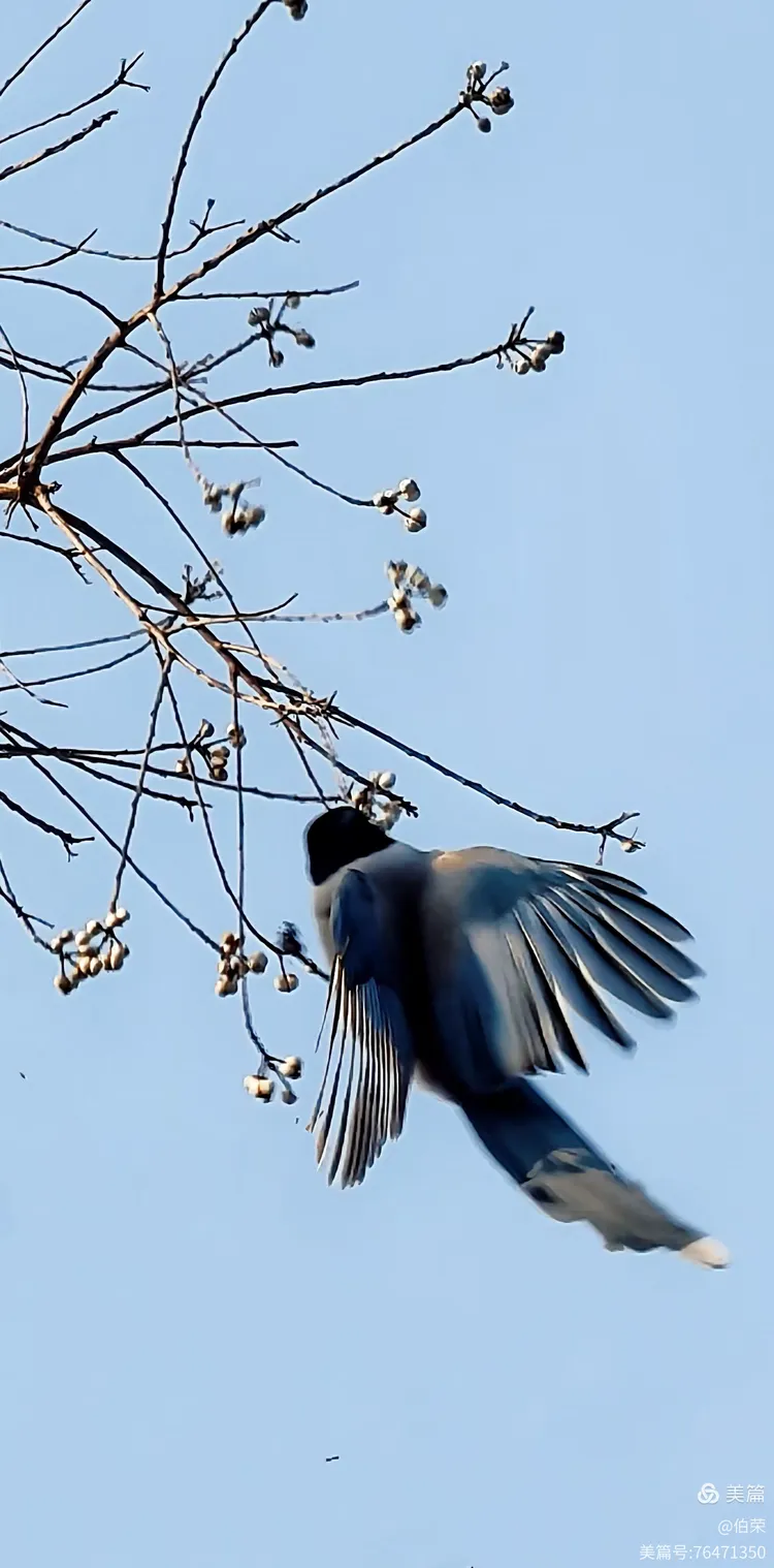 鸟姿百态图（88岁翁手机拍摄）