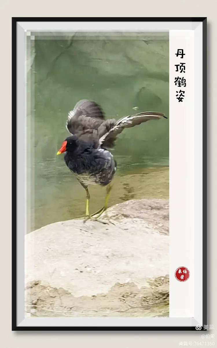 鸟姿百态图（88岁翁手机拍摄）