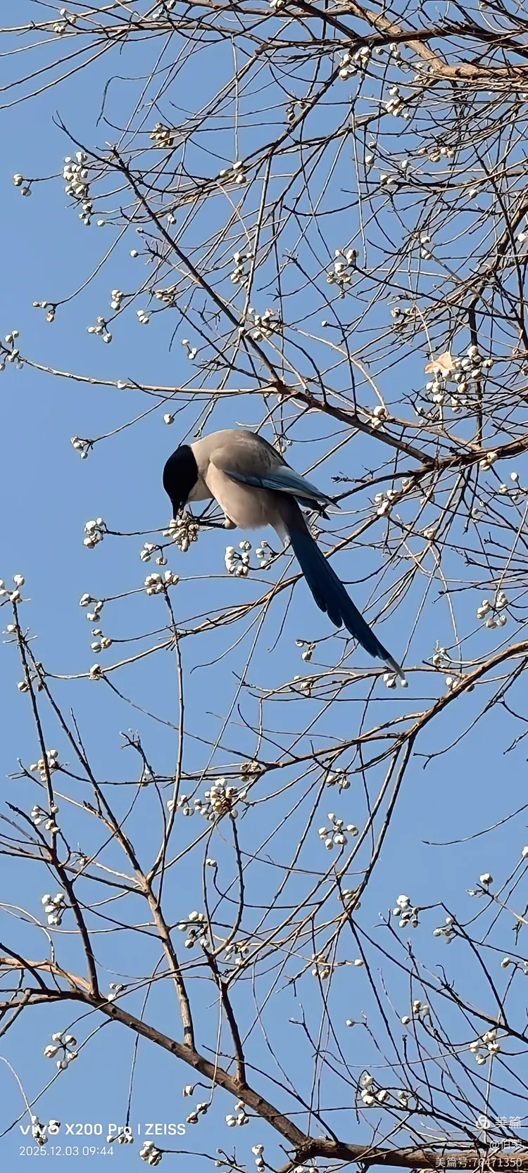 鸟姿百态图（88岁翁手机拍摄）