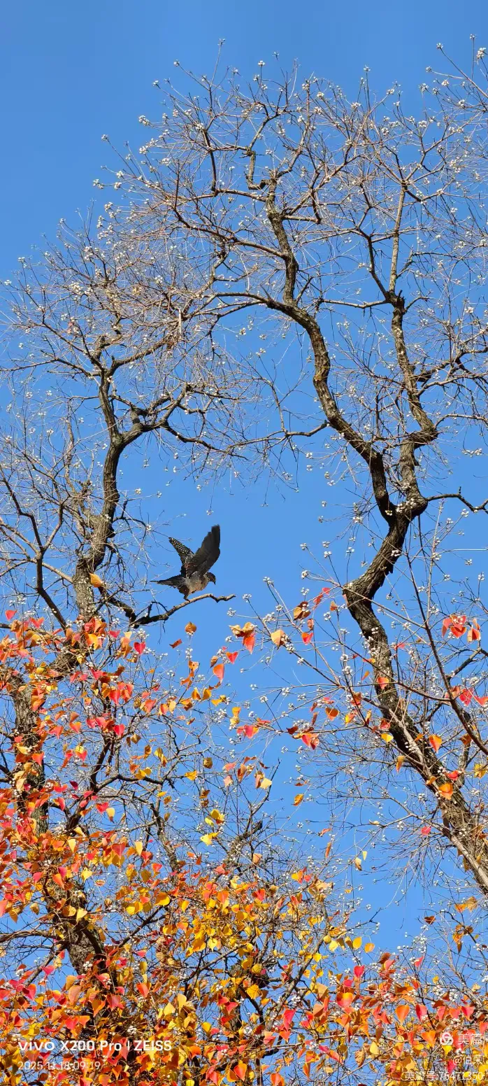 鸟姿百态图（88岁翁手机拍摄）