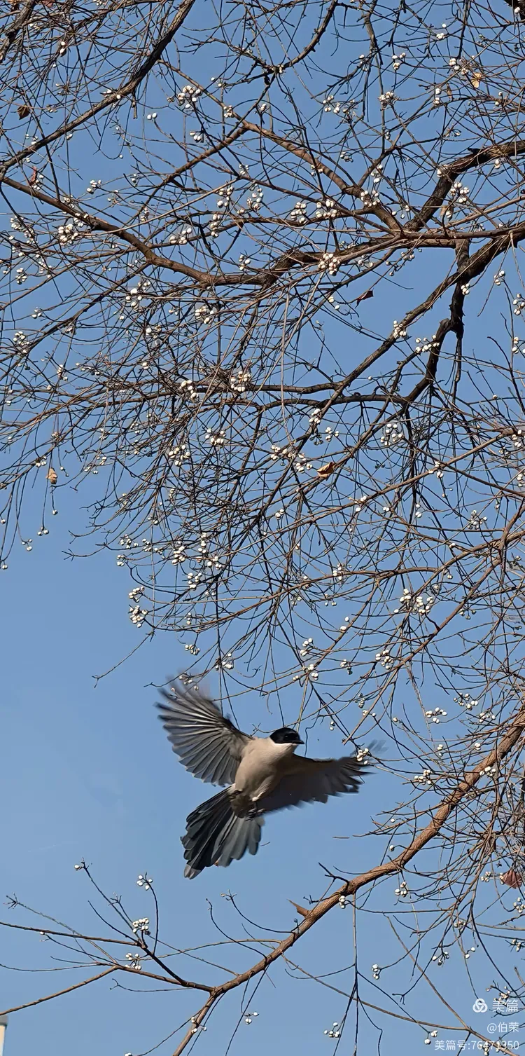 鸟姿百态图（88岁翁手机拍摄）