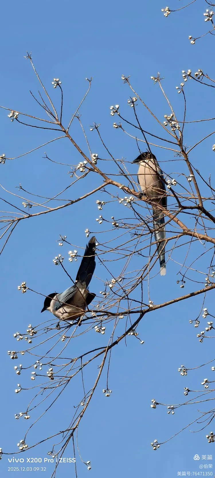 鸟姿百态图（88岁翁手机拍摄）