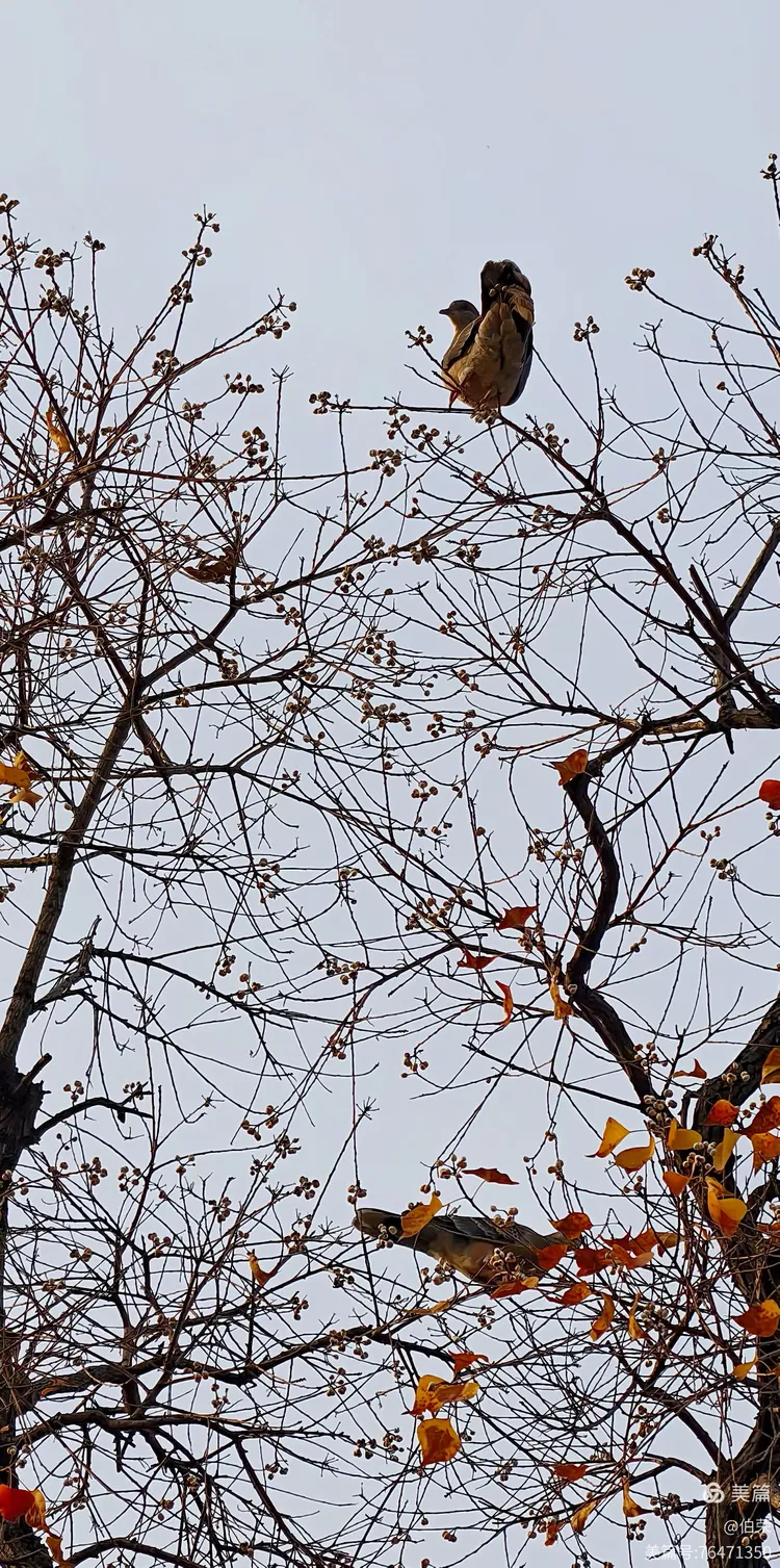 鸟姿百态图（88岁翁手机拍摄）