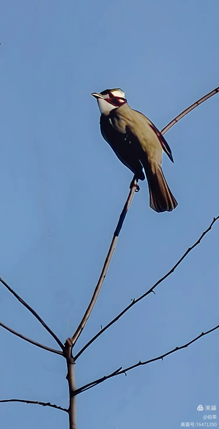 鸟姿百态图（88岁翁手机拍摄）