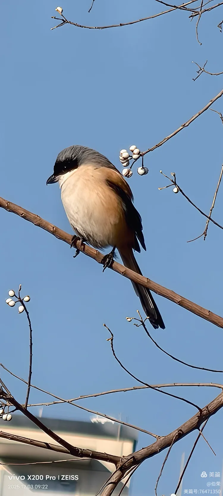 鸟姿百态图（88岁翁手机拍摄）