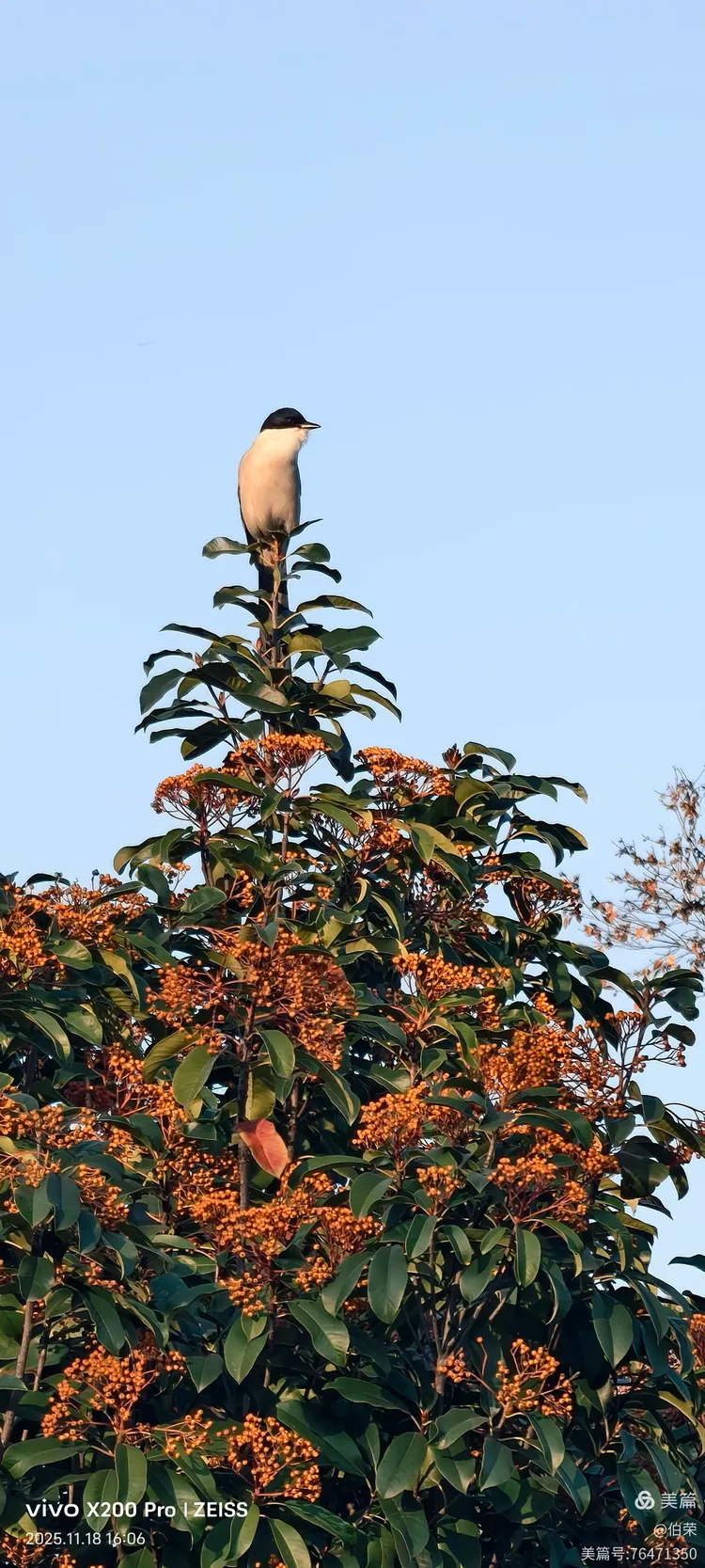 鸟姿百态图（88岁翁手机拍摄）
