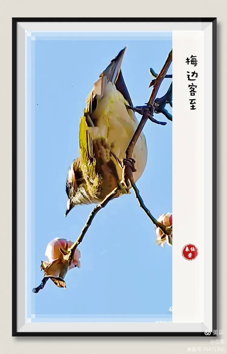 鸟姿百态图（88岁翁手机拍摄）