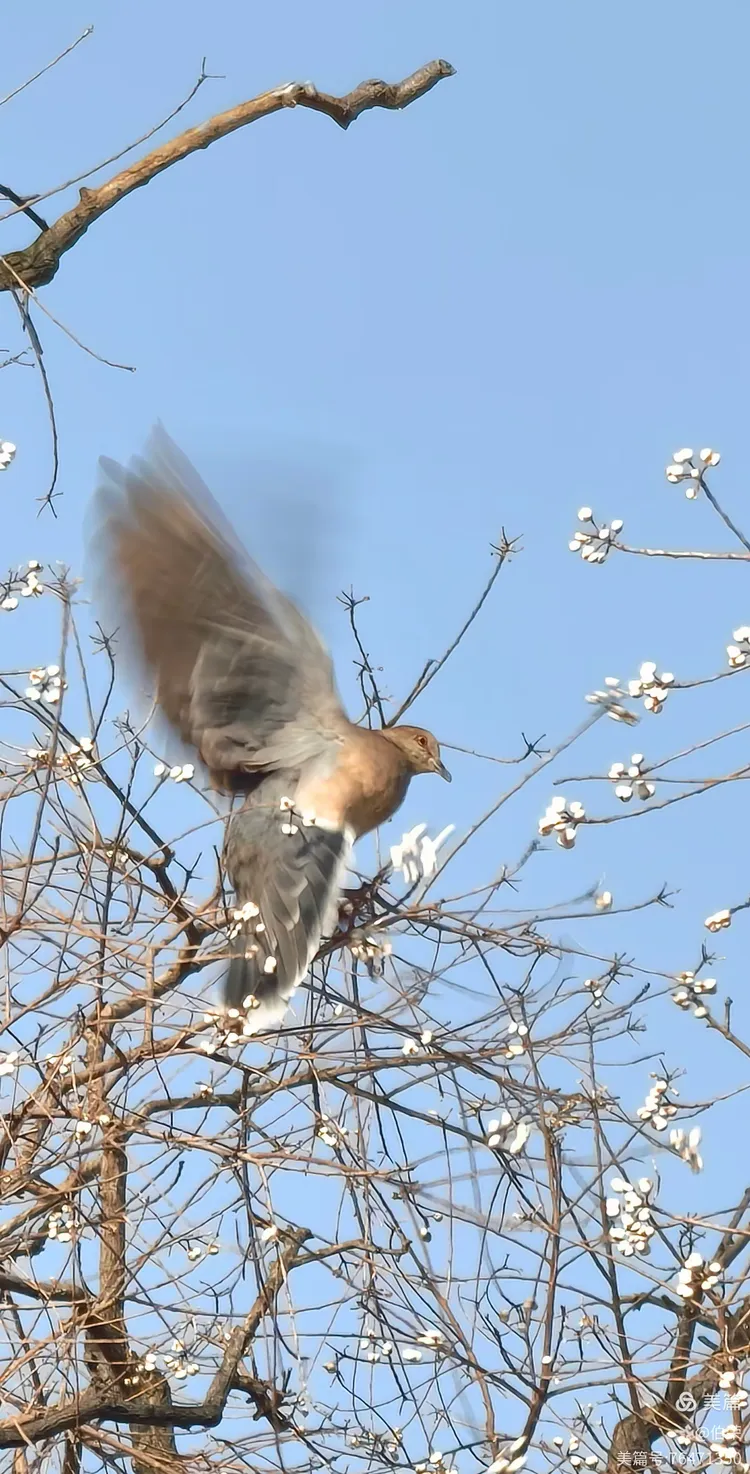 鸟姿百态图（88岁翁手机拍摄）