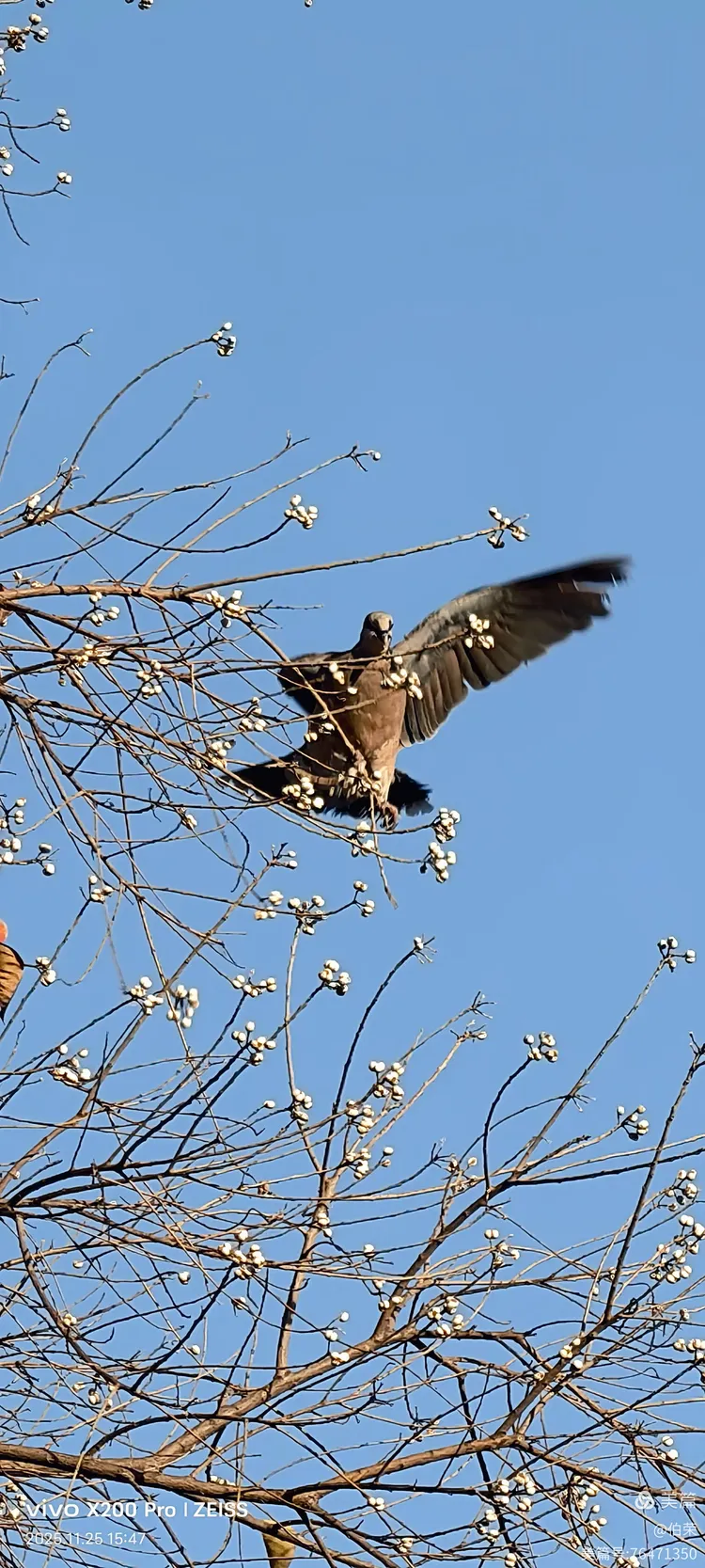鸟姿百态图（88岁翁手机拍摄）