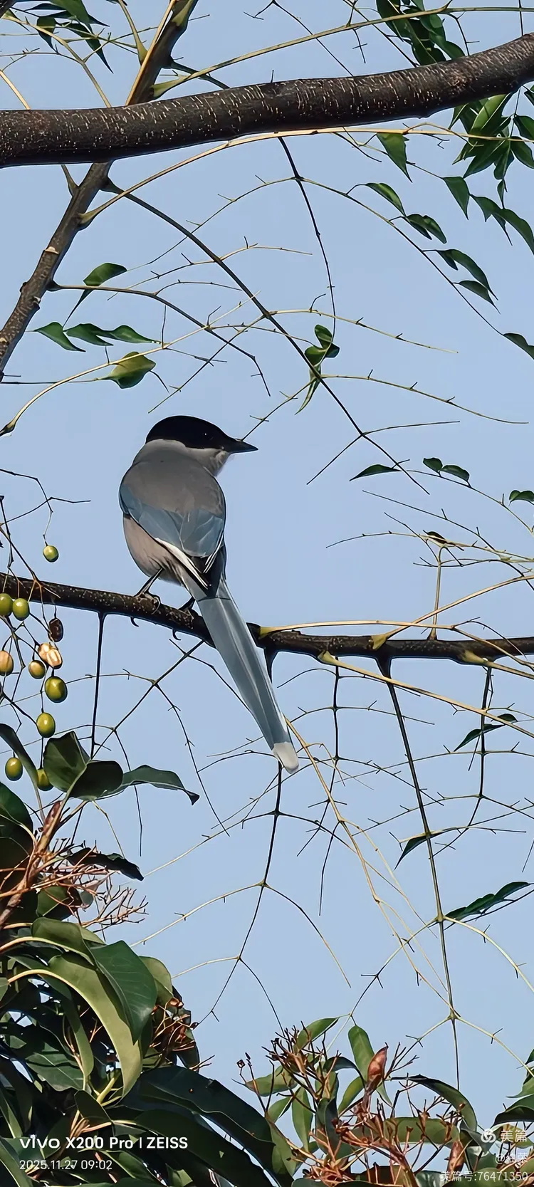 鸟姿百态图（88岁翁手机拍摄）