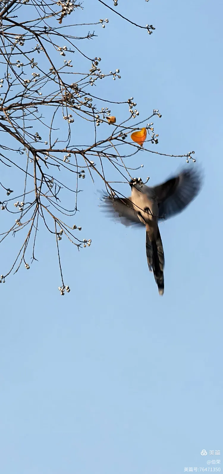 鸟姿百态图（88岁翁手机拍摄）