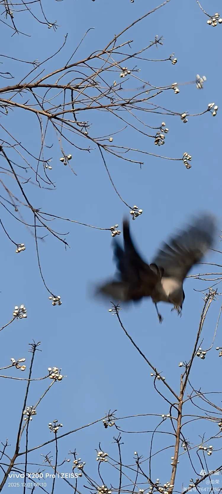 鸟姿百态图（88岁翁手机拍摄）