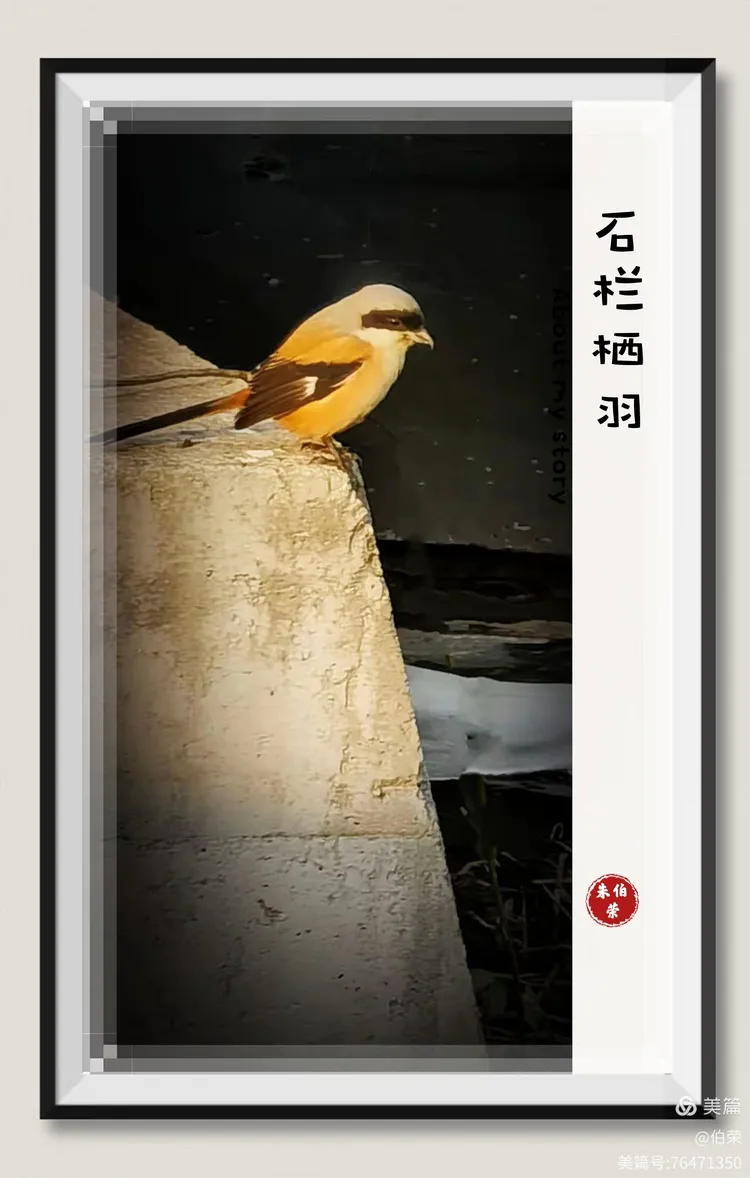 鸟姿百态图（88岁翁手机拍摄）