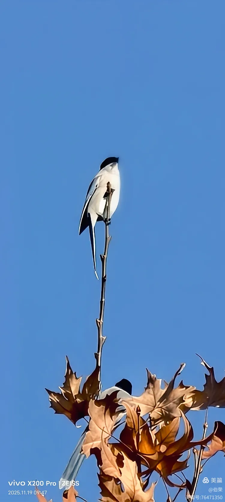 鸟姿百态图（88岁翁手机拍摄）