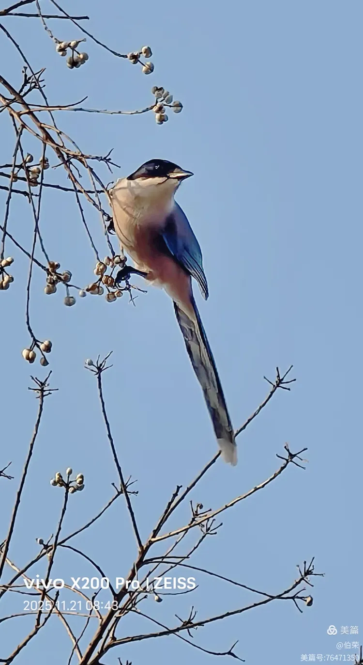 鸟姿百态图（88岁翁手机拍摄）