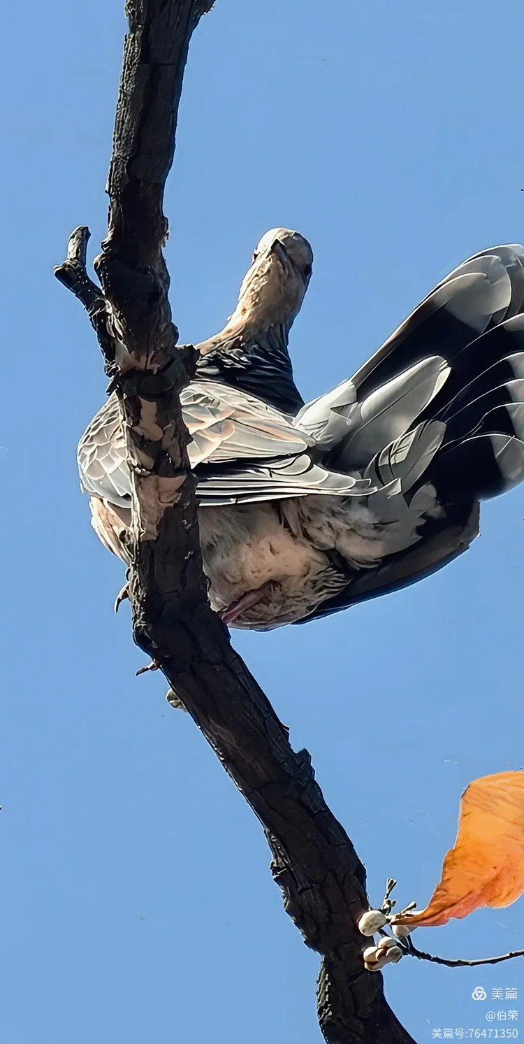 鸟姿百态图（88岁翁手机拍摄）