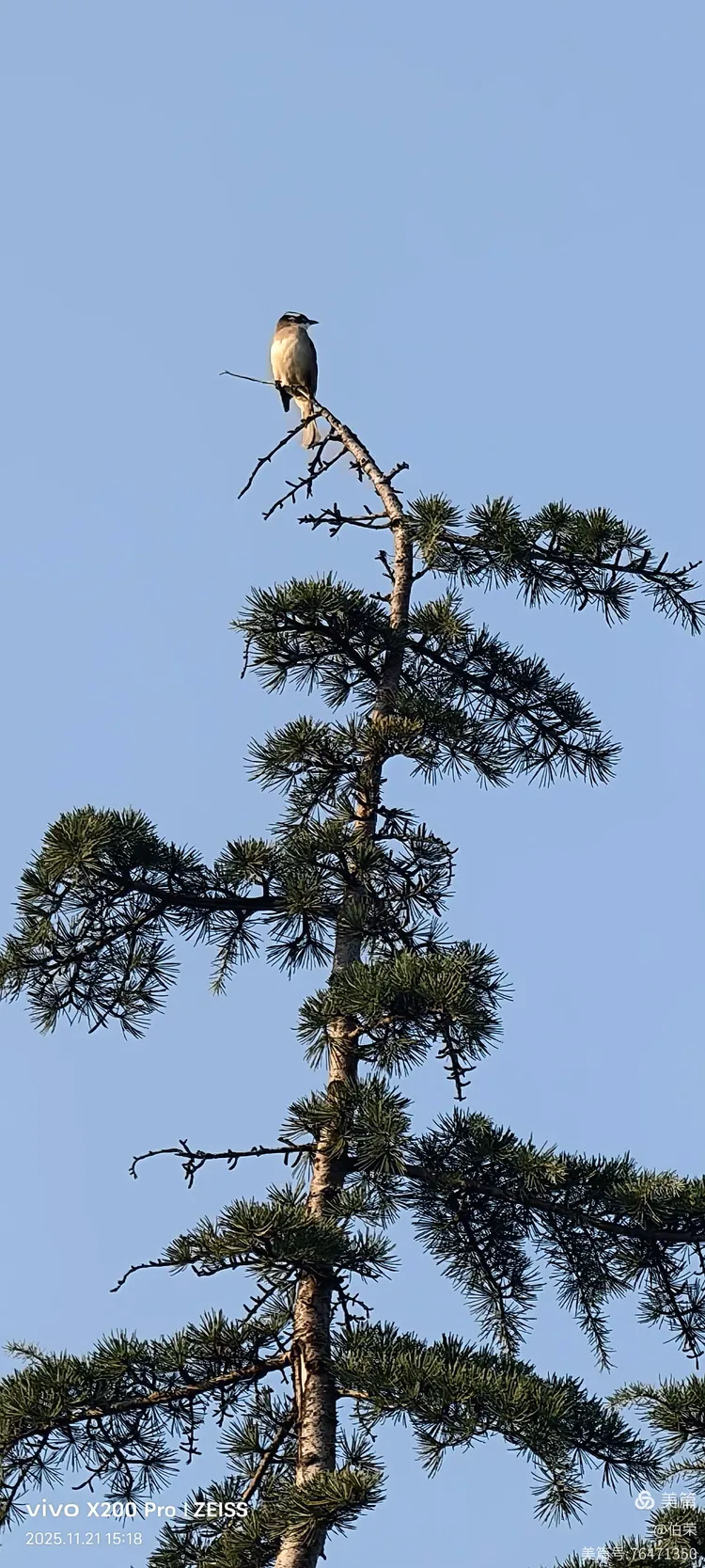 鸟姿百态图（88岁翁手机拍摄）