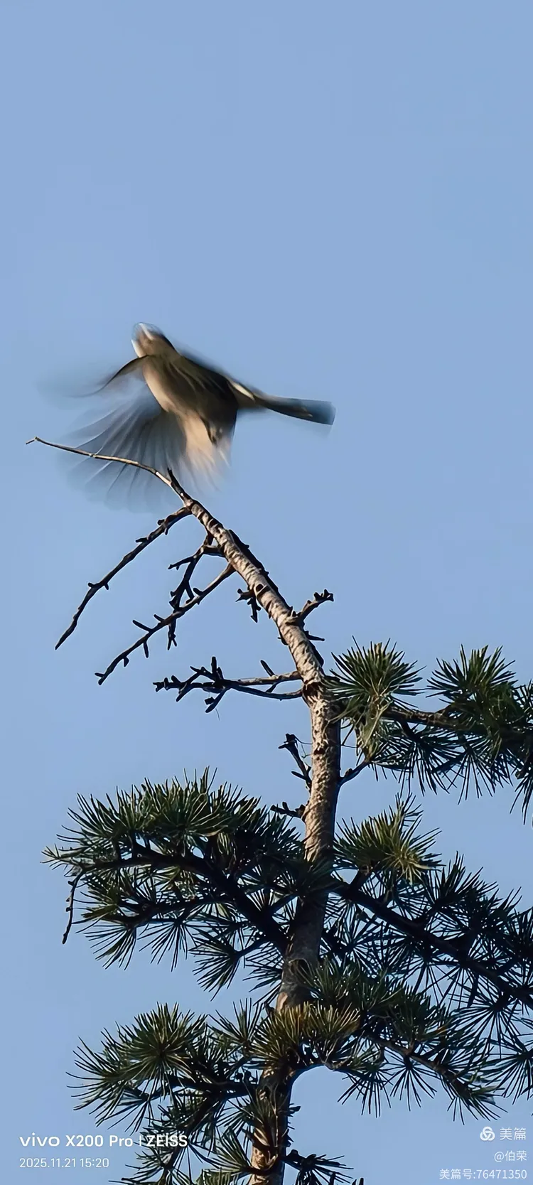 鸟姿百态图（88岁翁手机拍摄）