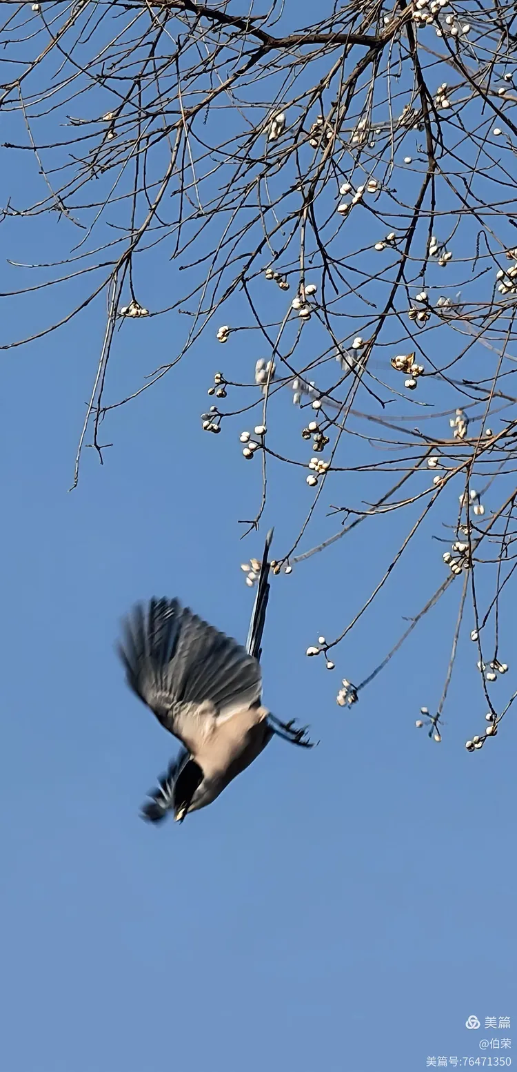鸟姿百态图（88岁翁手机拍摄）