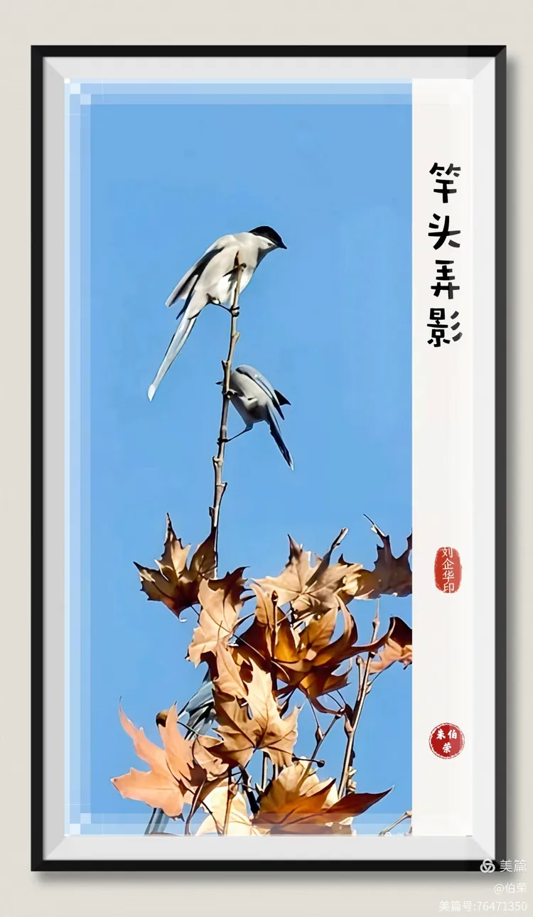 鸟姿百态图（88岁翁手机拍摄）