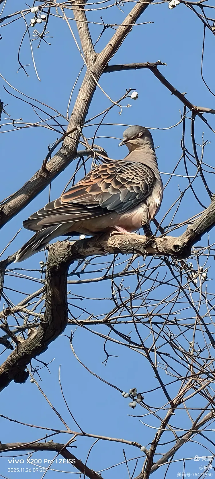 鸟姿百态图（88岁翁手机拍摄）