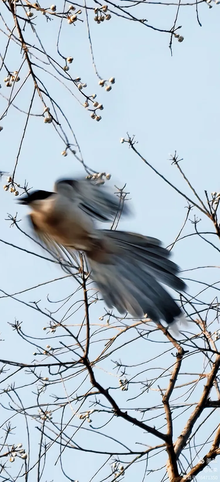 鸟姿百态图（88岁翁手机拍摄）